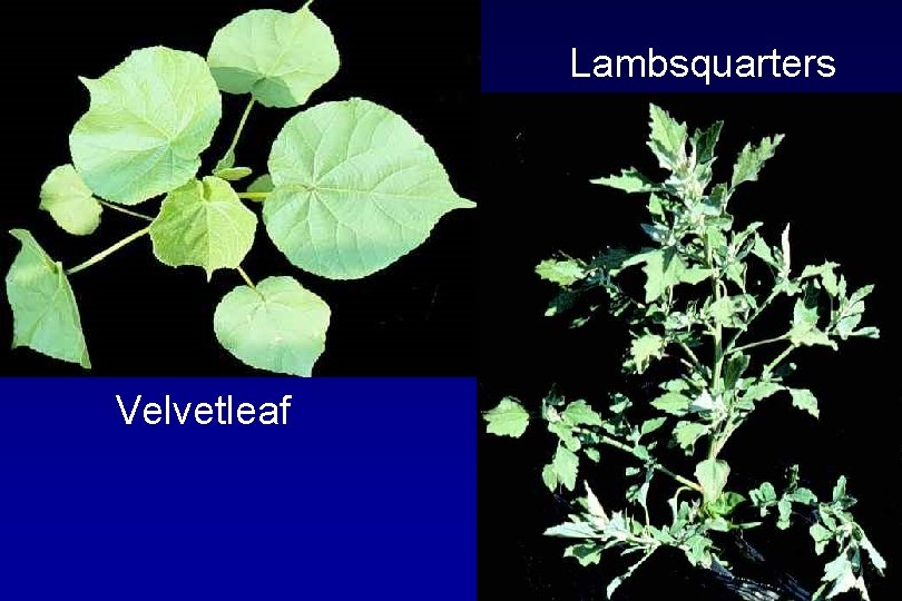 Lambsquarters Velvetleaf 