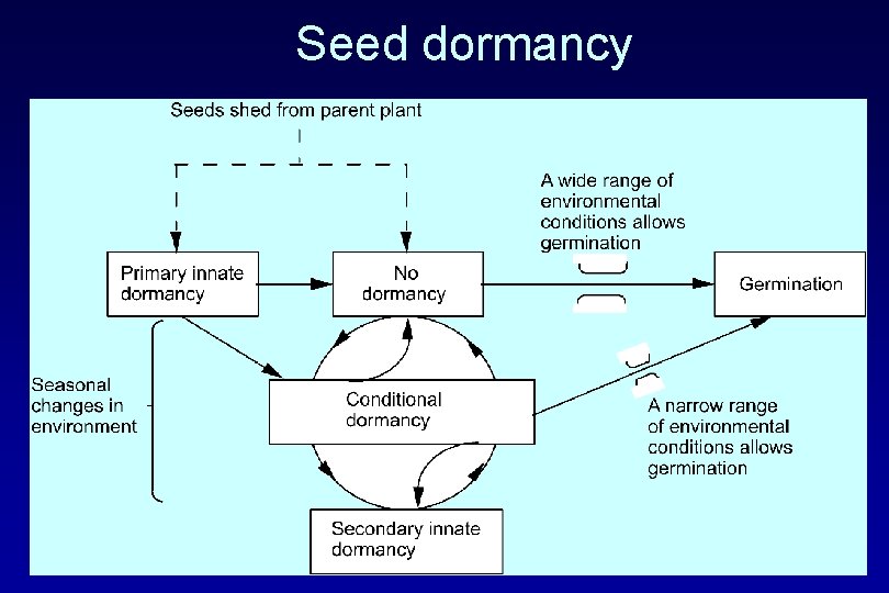 Seed dormancy 