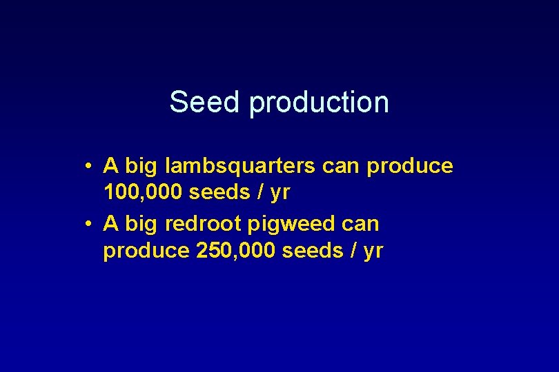Seed production • A big lambsquarters can produce 100, 000 seeds / yr •