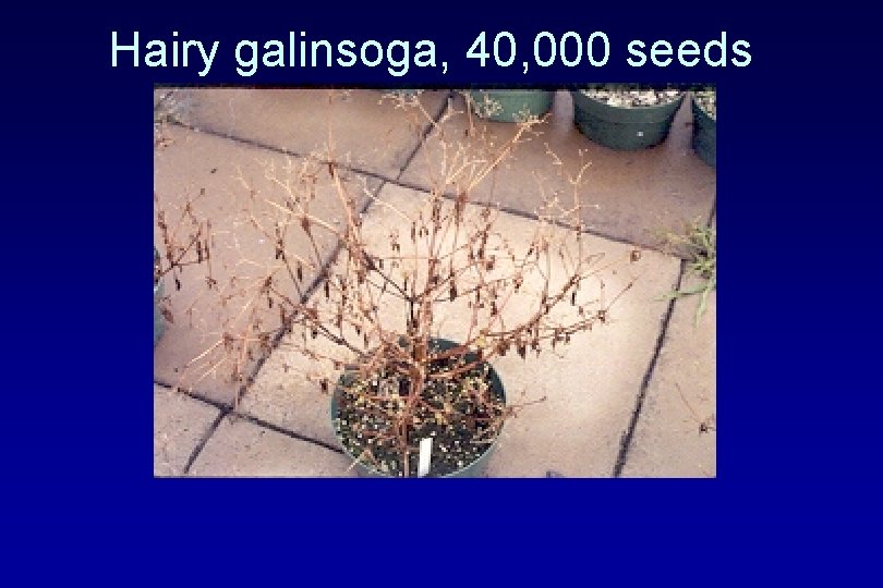 Hairy galinsoga, 40, 000 seeds 