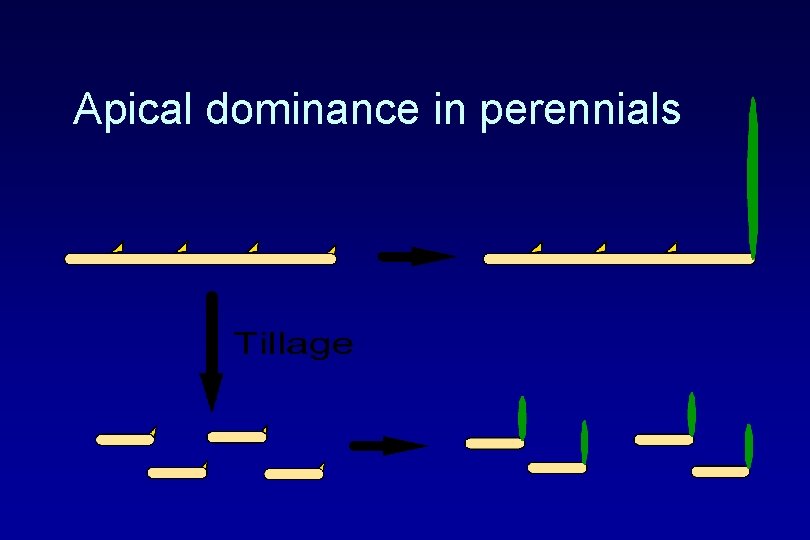 Apical dominance in perennials 