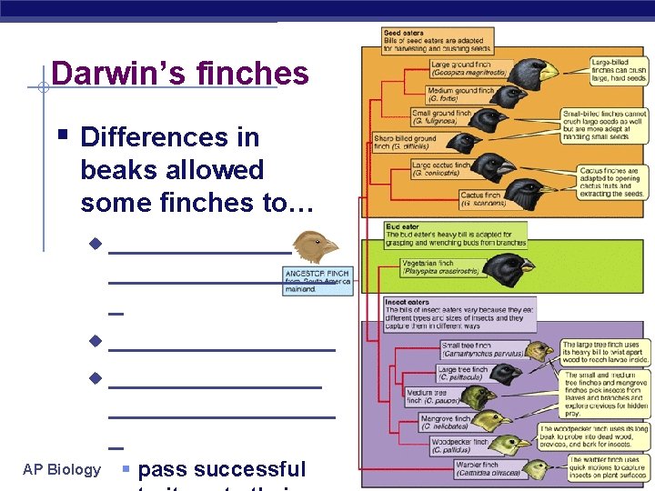 Darwin’s finches § Differences in beaks allowed some finches to… ________________ _ u _______________