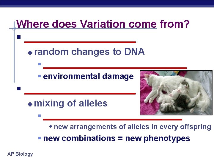 Where does Variation come from? § ___________ u random changes to DNA § ________________