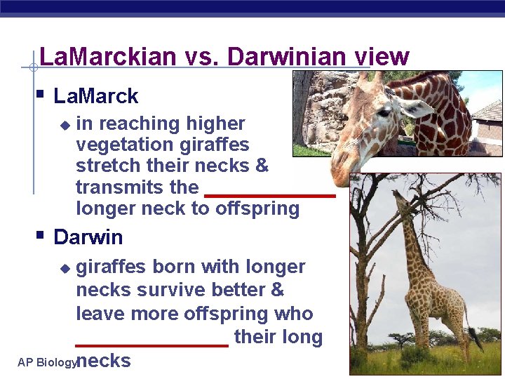 La. Marckian vs. Darwinian view § La. Marck u in reaching higher vegetation giraffes