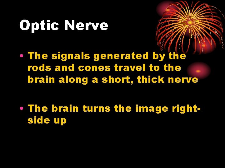 Optic Nerve • The signals generated by the rods and cones travel to the