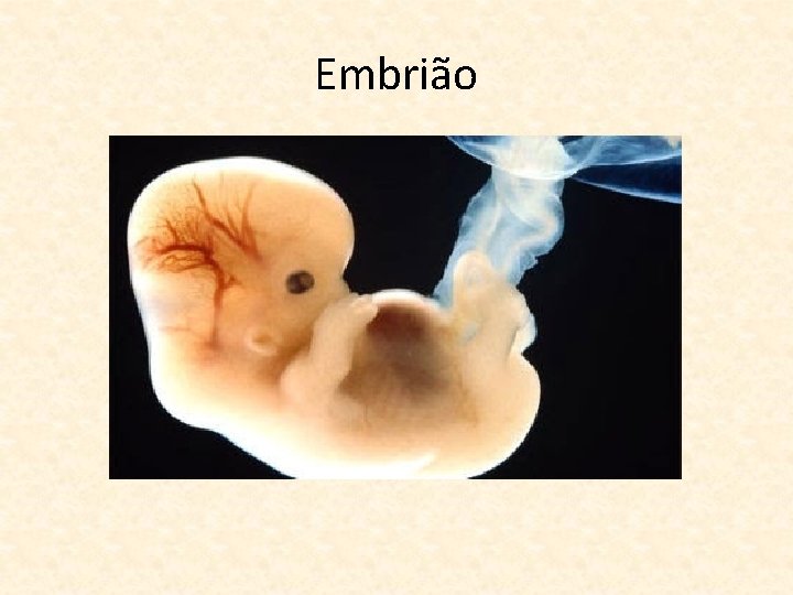 Embrião 
