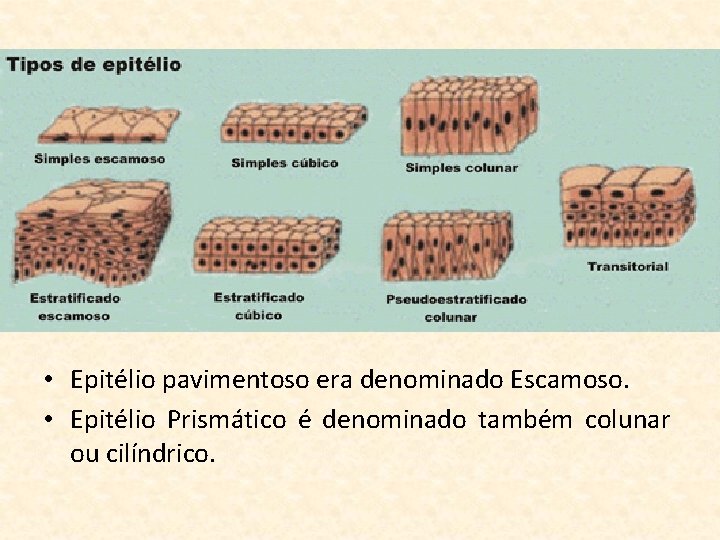 • Epitélio pavimentoso era denominado Escamoso. • Epitélio Prismático é denominado também colunar
