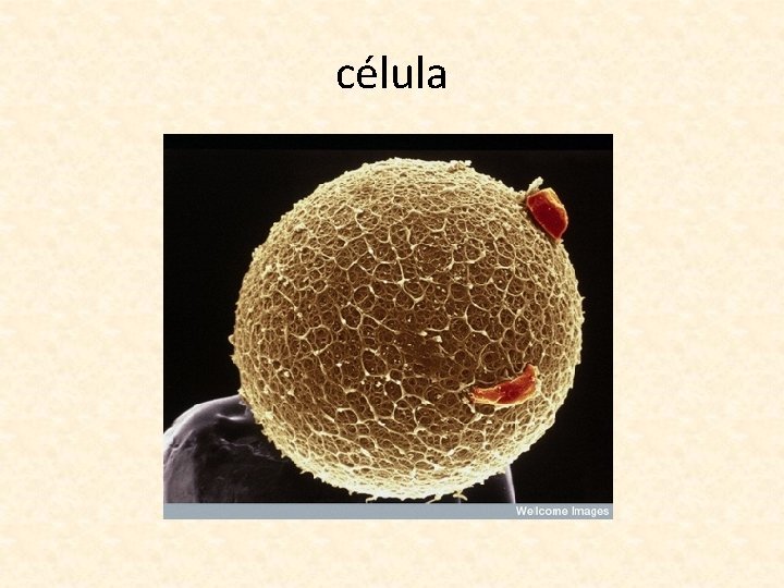 célula 