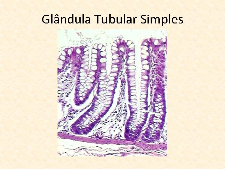 Glândula Tubular Simples 