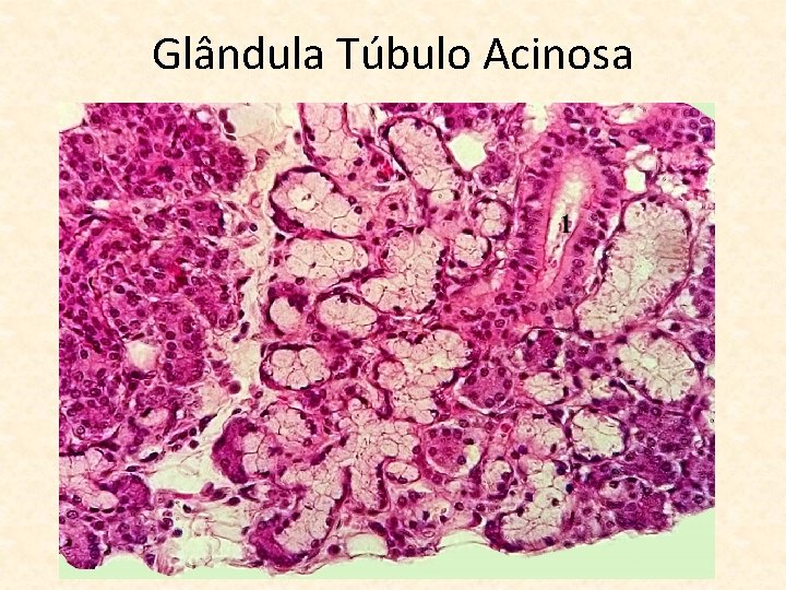 Glândula Túbulo Acinosa 