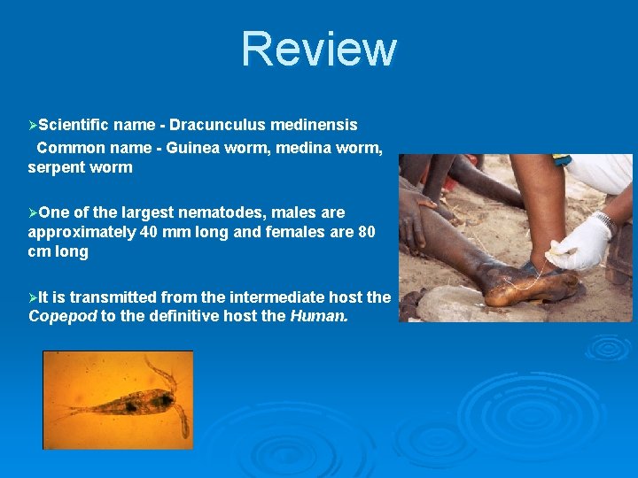 Review ØScientific name - Dracunculus medinensis Common name - Guinea worm, medina worm, serpent