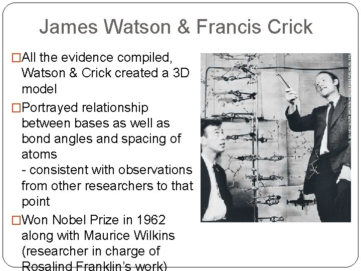 James Watson & Francis Crick �All the evidence compiled, Watson & Crick created a