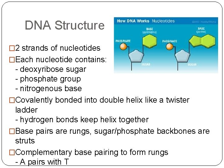 DNA Structure � 2 strands of nucleotides �Each nucleotide contains: - deoxyribose sugar -