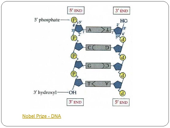 Nobel Prize - DNA 
