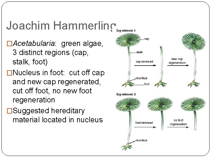 Joachim Hammerling �Acetabularia: green algae, 3 distinct regions (cap, stalk, foot) �Nucleus in foot: