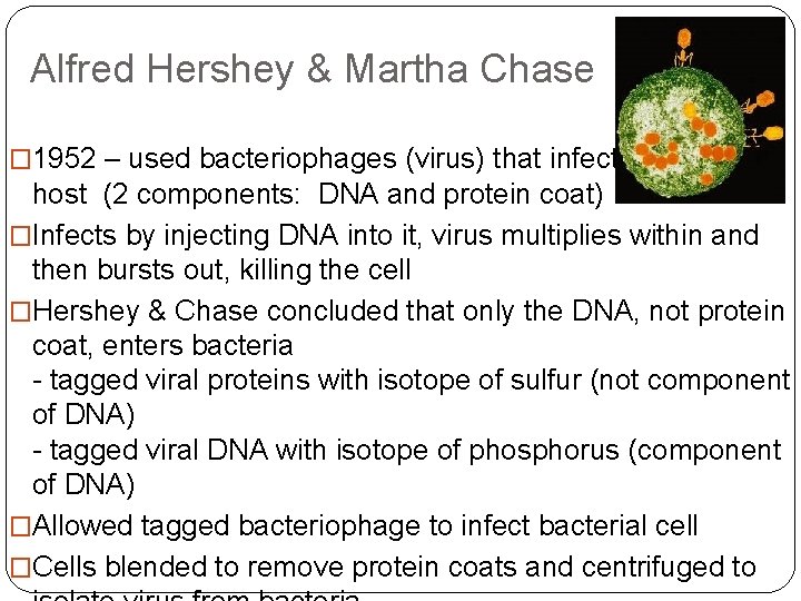 Alfred Hershey & Martha Chase � 1952 – used bacteriophages (virus) that infect bacterial