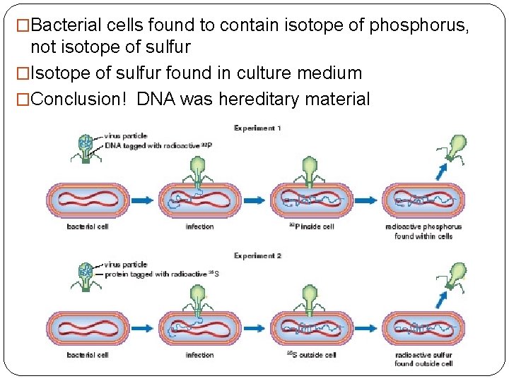 �Bacterial cells found to contain isotope of phosphorus, not isotope of sulfur �Isotope of