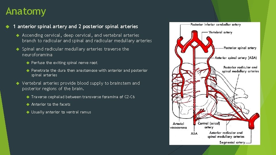 Anatomy 1 anterior spinal artery and 2 posterior spinal arteries Ascending cervical, deep cervical,