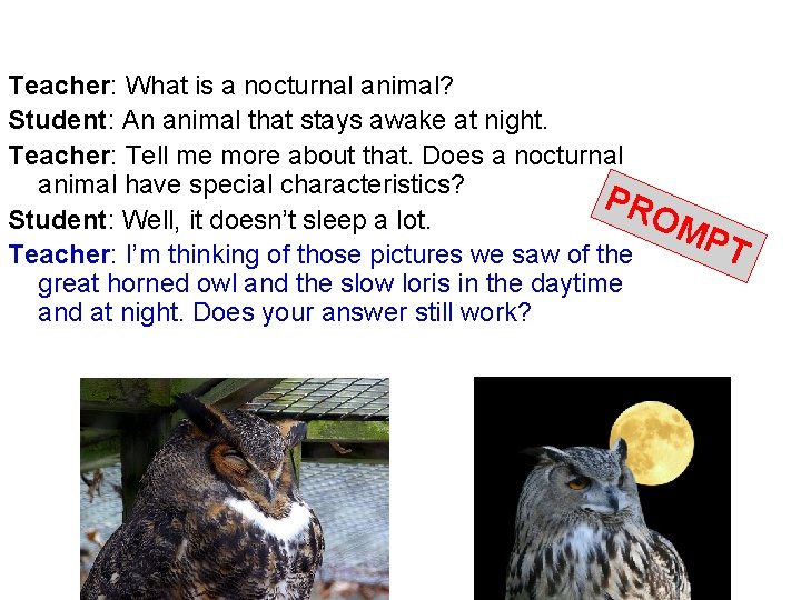 Teacher: What is a nocturnal animal? Student: An animal that stays awake at night.