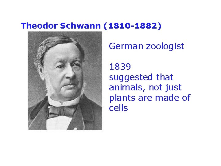 Theodor Schwann (1810 -1882) German zoologist 1839 suggested that animals, not just plants are