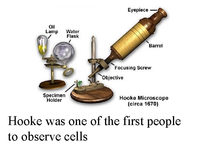 Hooke was one of the first people to observe cells 