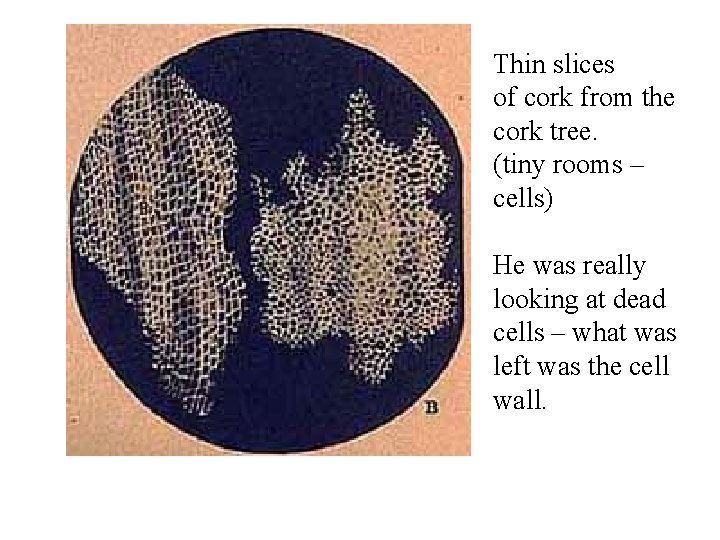 Thin slices of cork from the cork tree. (tiny rooms – cells) He was