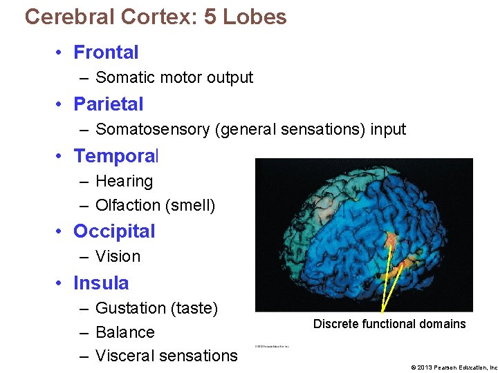 Cerebral Cortex: 5 Lobes • Frontal – Somatic motor output • Parietal – Somatosensory