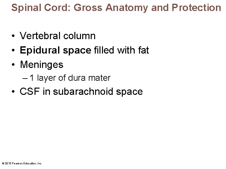 Spinal Cord: Gross Anatomy and Protection • Vertebral column • Epidural space filled with