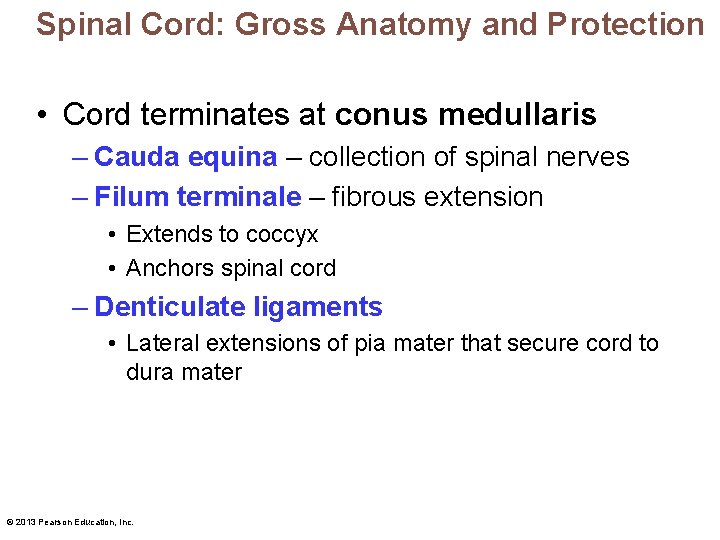 Spinal Cord: Gross Anatomy and Protection • Cord terminates at conus medullaris – Cauda