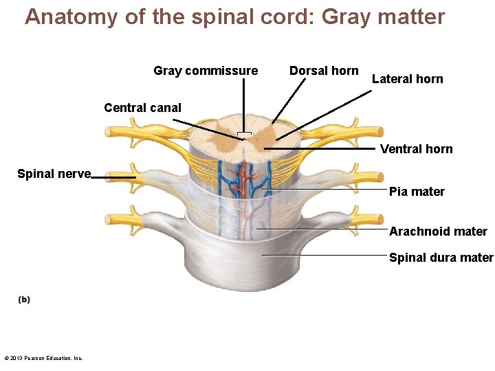Anatomy of the spinal cord: Gray matter Gray commissure Dorsal horn Lateral horn Central