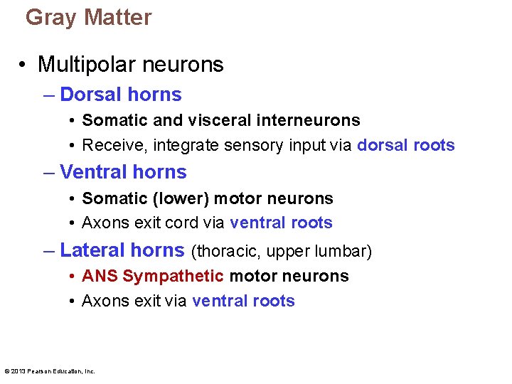 Gray Matter • Multipolar neurons – Dorsal horns • Somatic and visceral interneurons •