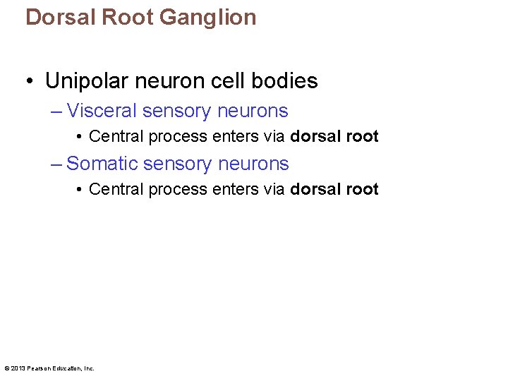 Dorsal Root Ganglion • Unipolar neuron cell bodies – Visceral sensory neurons • Central