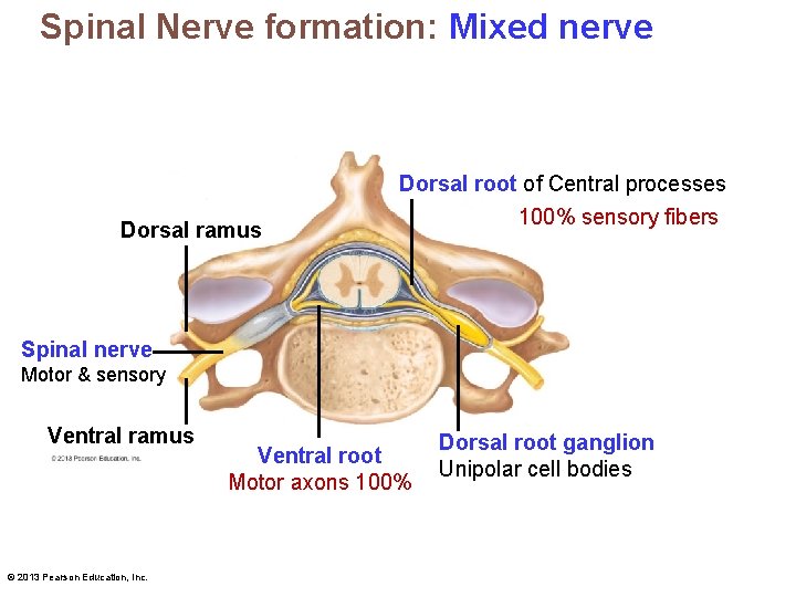 Spinal Nerve formation: Mixed nerve Dorsal ramus Dorsal root of Central processes 100% sensory