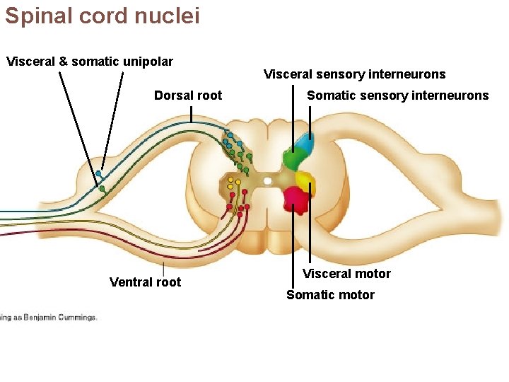 Spinal cord nuclei Visceral & somatic unipolar Dorsal root Ventral root Visceral sensory interneurons