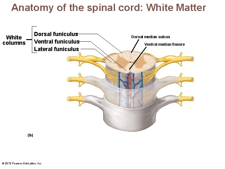 Anatomy of the spinal cord: White Matter White columns Dorsal funiculus Ventral funiculus Lateral