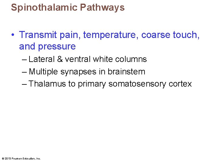 Spinothalamic Pathways • Transmit pain, temperature, coarse touch, and pressure – Lateral & ventral