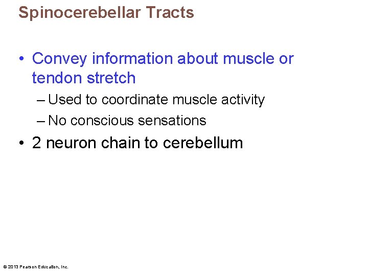 Spinocerebellar Tracts • Convey information about muscle or tendon stretch – Used to coordinate