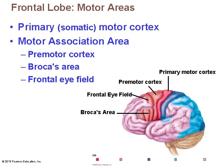 Frontal Lobe: Motor Areas • Primary (somatic) motor cortex • Motor Association Area –