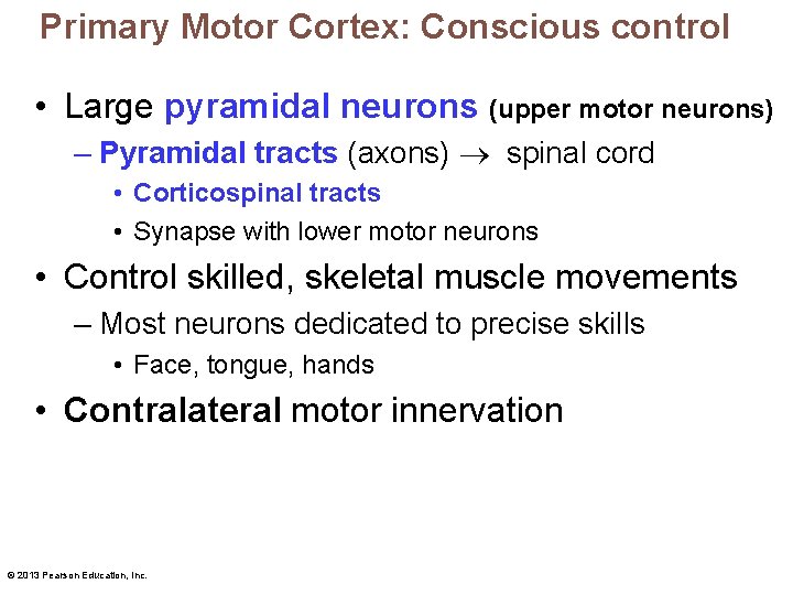 Primary Motor Cortex: Conscious control • Large pyramidal neurons (upper motor neurons) – Pyramidal