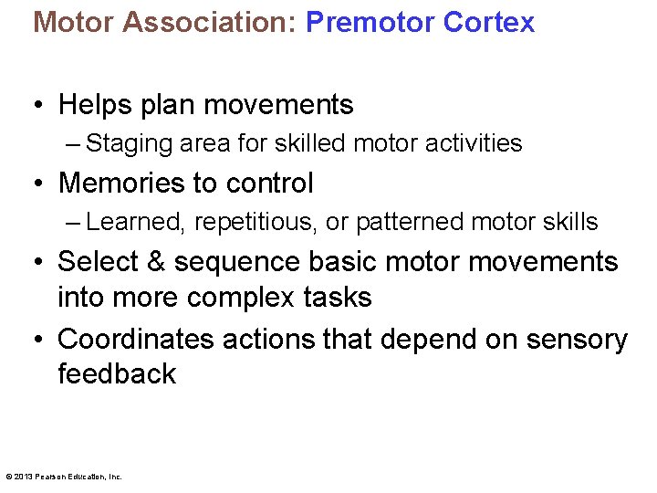 Motor Association: Premotor Cortex • Helps plan movements – Staging area for skilled motor