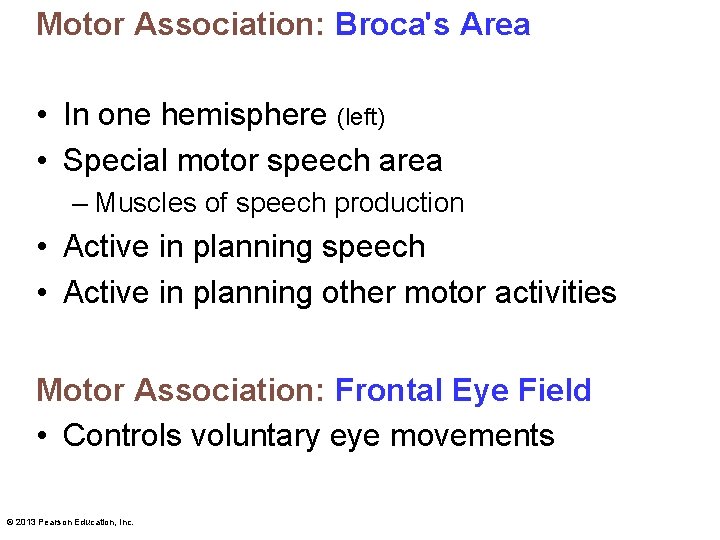 Motor Association: Broca's Area • In one hemisphere (left) • Special motor speech area