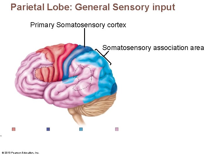 Parietal Lobe: General Sensory input Primary Somatosensory cortex Somatosensory association area © 2013 Pearson