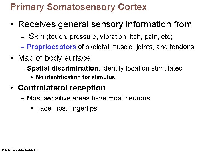 Primary Somatosensory Cortex • Receives general sensory information from – Skin (touch, pressure, vibration,