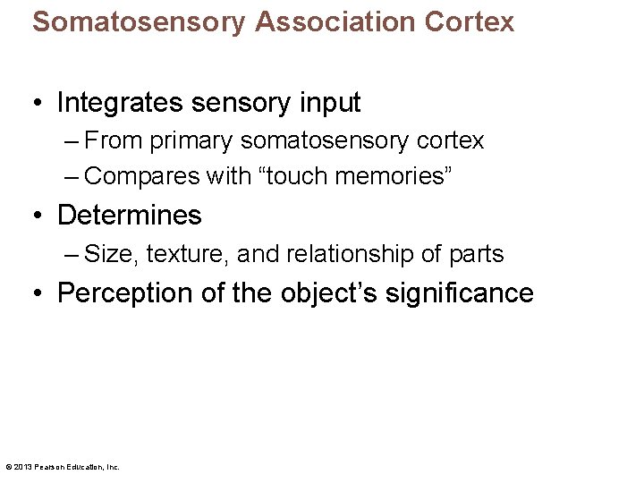 Somatosensory Association Cortex • Integrates sensory input – From primary somatosensory cortex – Compares