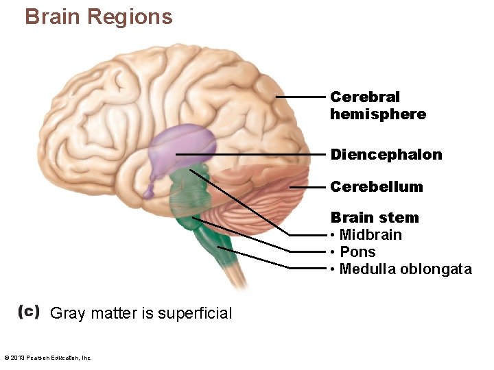 Brain Regions Cerebral hemisphere Diencephalon Cerebellum Brain stem • Midbrain • Pons • Medulla