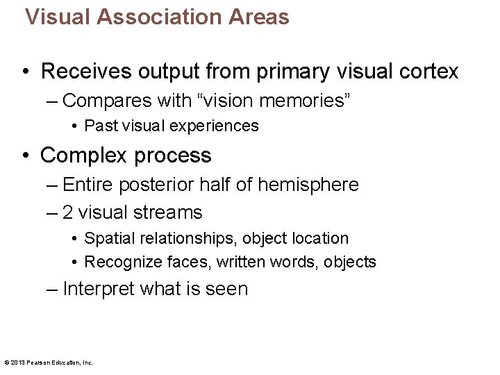 Visual Association Areas • Receives output from primary visual cortex – Compares with “vision