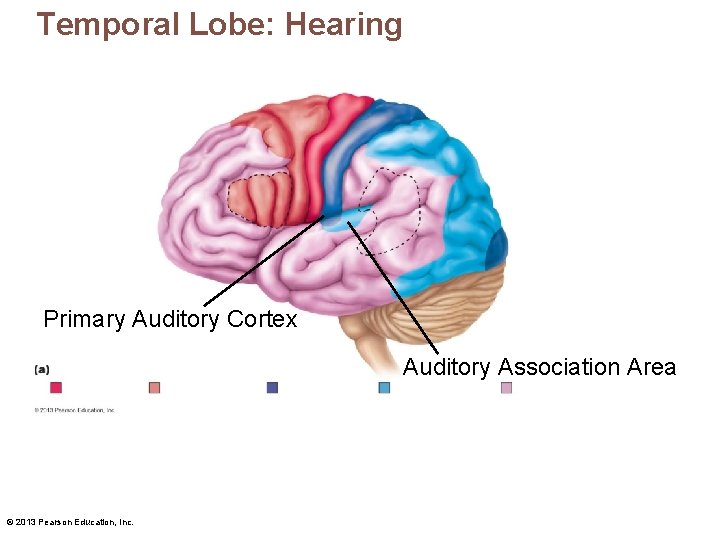 Temporal Lobe: Hearing Primary Auditory Cortex Auditory Association Area © 2013 Pearson Education, Inc.