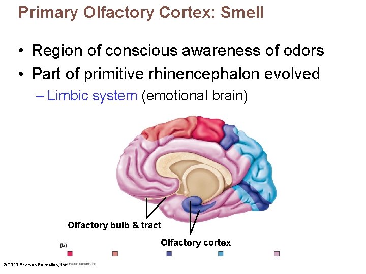 Primary Olfactory Cortex: Smell • Region of conscious awareness of odors • Part of