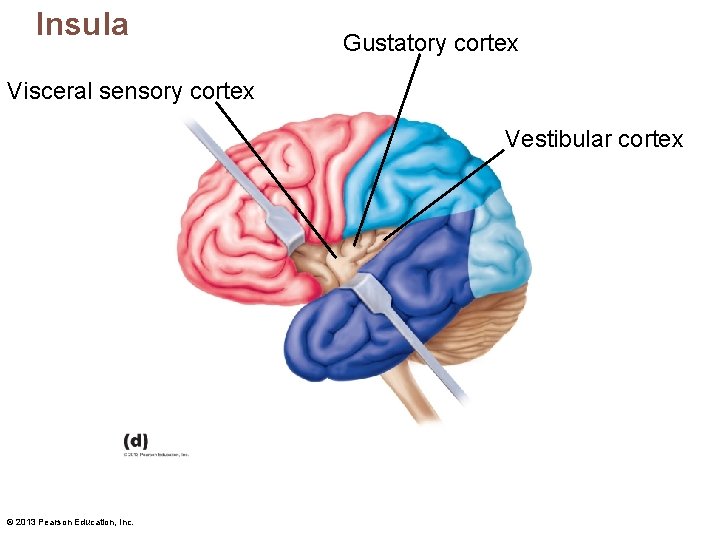 Insula Gustatory cortex Visceral sensory cortex Vestibular cortex © 2013 Pearson Education, Inc. 