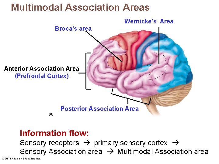 Multimodal Association Areas Wernicke’s Area Broca’s area Anterior Association Area (Prefrontal Cortex) Posterior Association